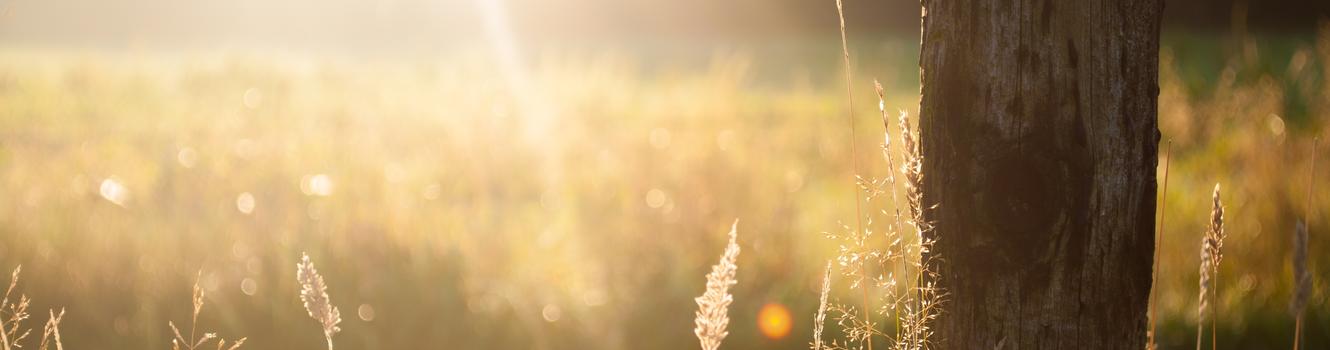 outdoor field of wheat