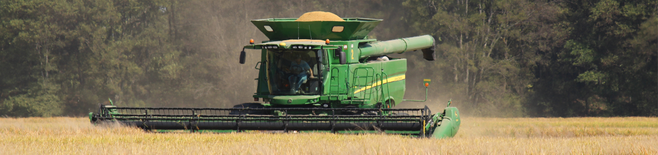 rice-harvest